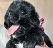 Превью фото № 205739