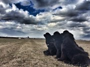 Превью фото № 205744