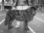 Превью фото № 205787