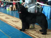 Превью фото № 205793