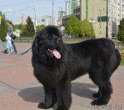 Превью фото № 205794