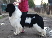 Превью фото № 205849