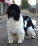 Превью фото № 205850