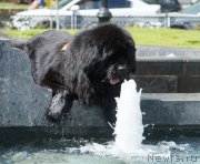 Превью фото № 205865