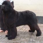 Превью фото № 20587