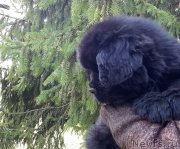 Превью фото № 205906