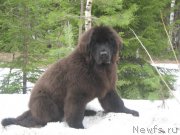 Превью фото № 205937