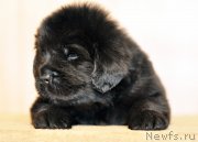 Превью фото № 206004