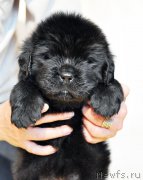 Превью фото № 206008