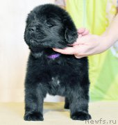 Превью фото № 206011