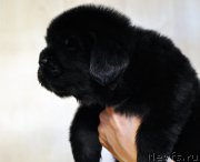 Превью фото № 206019