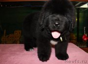 Превью фото № 206037