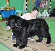 Превью фото № 206075