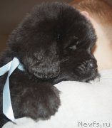 Превью фото № 206124