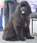 Превью фото № 206174