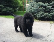 Превью фото № 206175