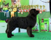 Превью фото № 206208