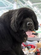 Превью фото № 206226