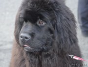 Превью фото № 206234