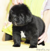 Превью фото № 206248