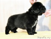 Превью фото № 206249