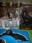 Превью фото № 206262