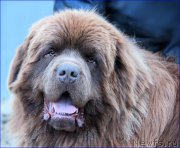 Превью фото № 206281