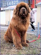 Превью фото № 206285