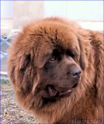 Превью фото № 206291