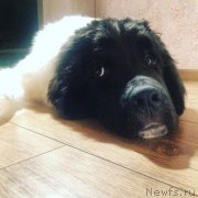 Превью фото № 206320