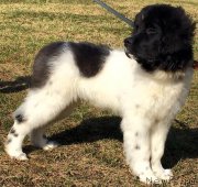 Превью фото № 206321