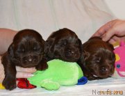 Превью фото № 206335