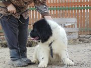 Превью фото № 206340