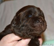 Превью фото № 206345