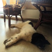 Превью фото № 206359