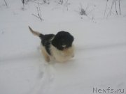 Превью фото № 206363