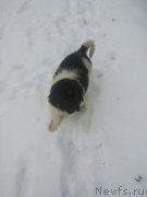 Превью фото № 206367