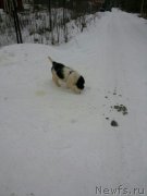 Превью фото № 206368