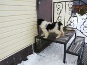 Превью фото № 206375