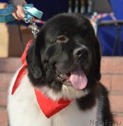 Превью фото № 206377