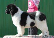 Превью фото № 206379