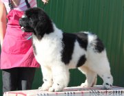 Превью фото № 206381