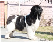 Превью фото № 206394