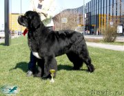 Превью фото № 206420