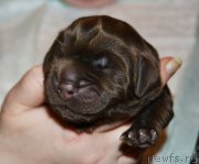 Превью фото № 206448