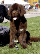 Превью фото № 206462