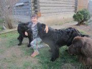 Превью фото № 206464