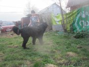 Превью фото № 206472