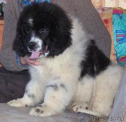 Превью фото № 206496