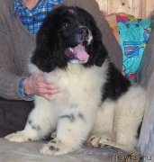 Превью фото № 206497